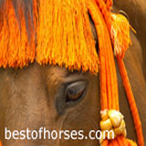 Best of Horses